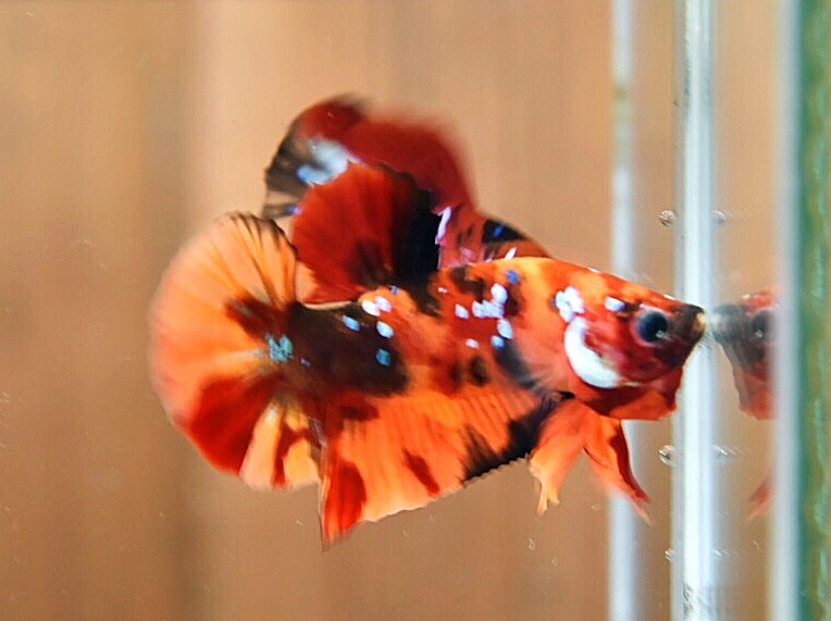 'นีโม่ กาแล๊คซี่'ปลากัดคัดเกรดครีบสั้น - Halfmoon Plakad Nemo Galaxy Premium Quality Grade
