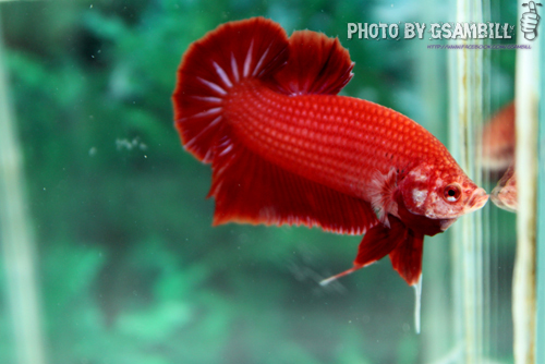 ปลากัดครีบสั้น - HMPK SUPER RED