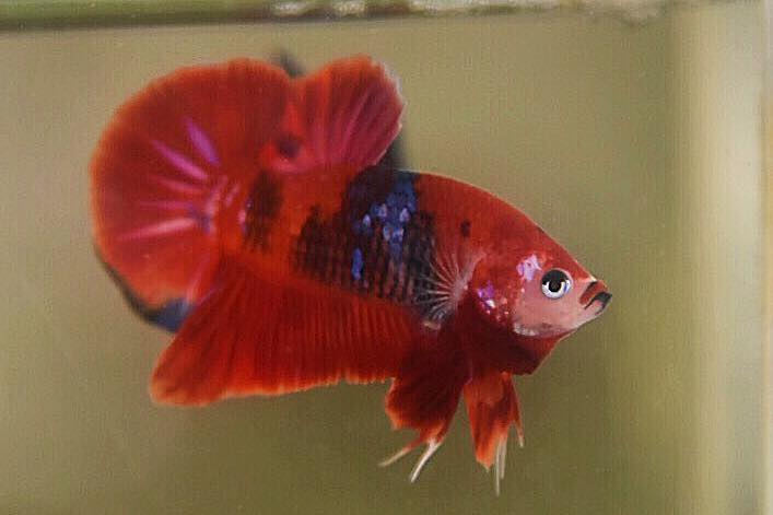 ปลากัดคัดเกรดครีบสั้น - Halfmoon Plakad Fancy Koi Premium Quality Grade