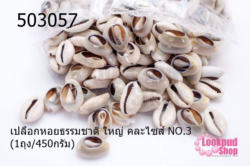 เปลือกหอยธรรมชาติ ใหญ่ คละไซส์ NO.3 (1ถุง/450กรัม)