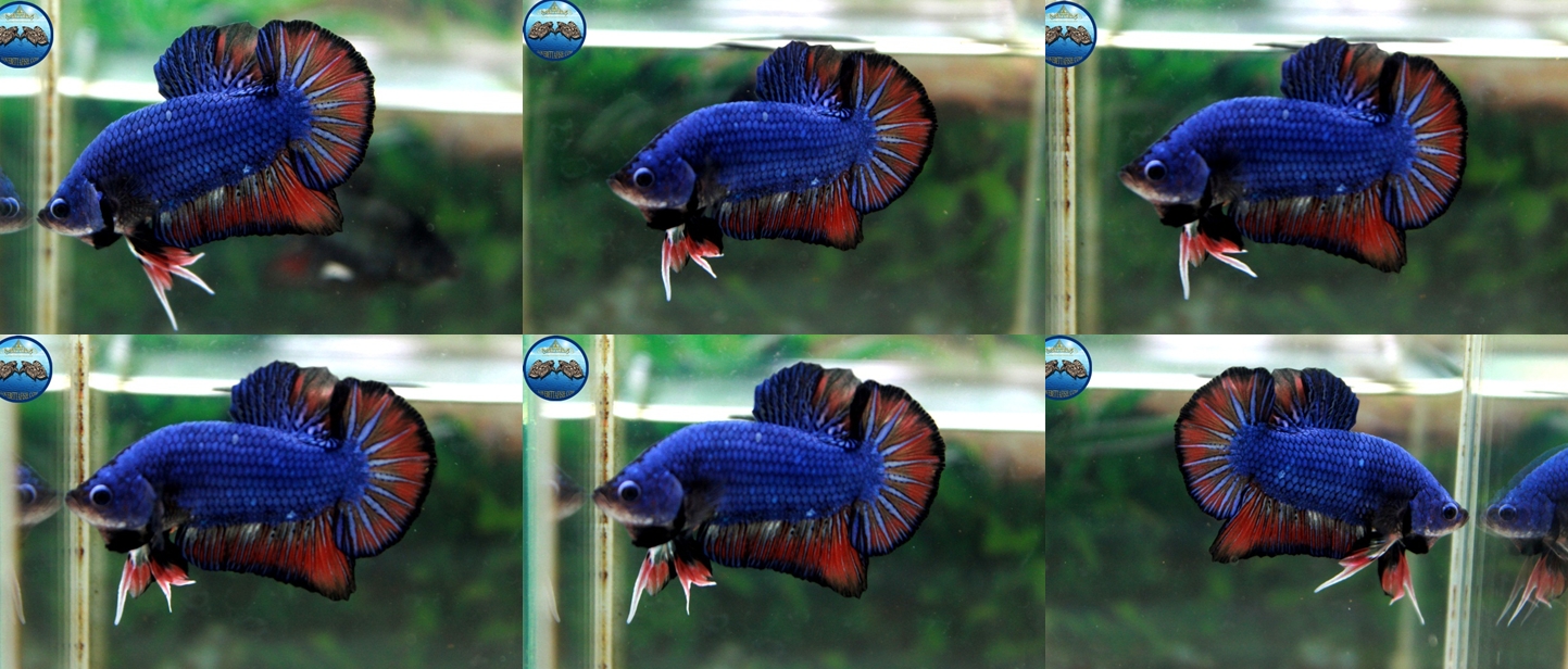 (ขายแล้วครับ)"คัดเกรด"ปลากัดครีบสั้น-Halfmoon Plakats Fancy Blue