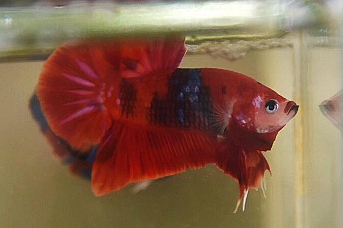 ปลากัดคัดเกรดครีบสั้น - Halfmoon Plakad Fancy Koi Premium Quality Grade