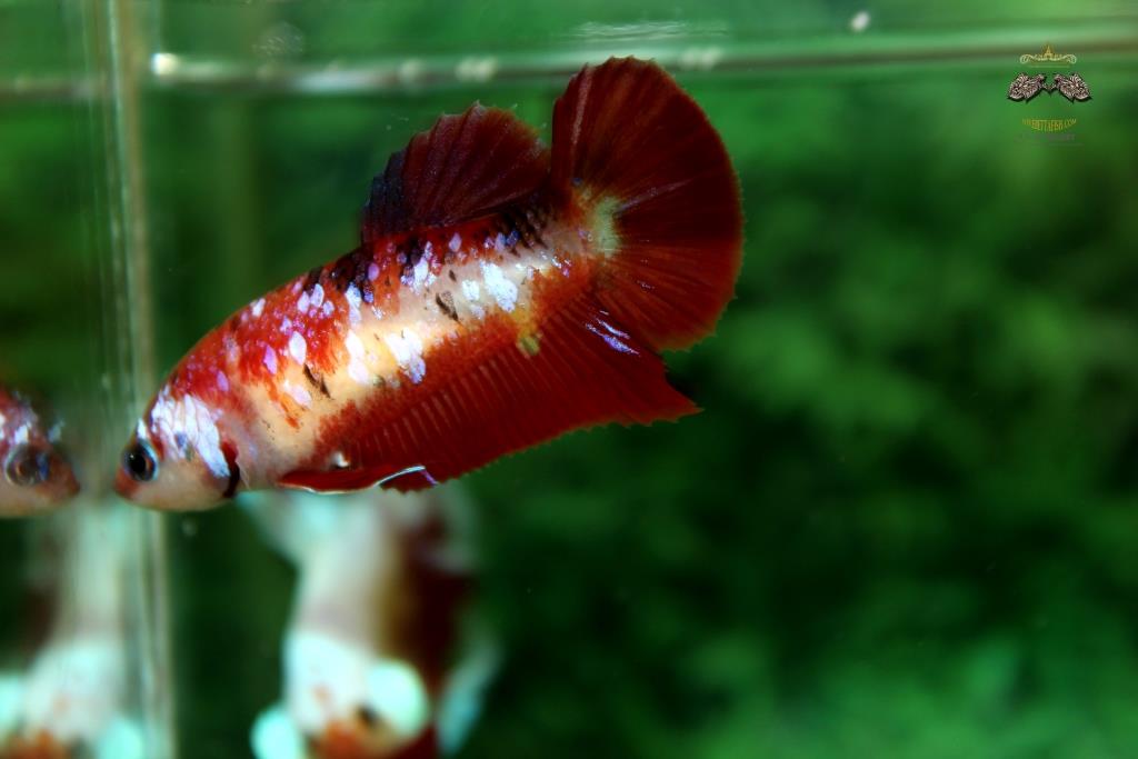 คัดเกรดปลากัดครีบสั้นตัวเมีย - Female Halfmoon Plakad Fancy Koi Quality Grade