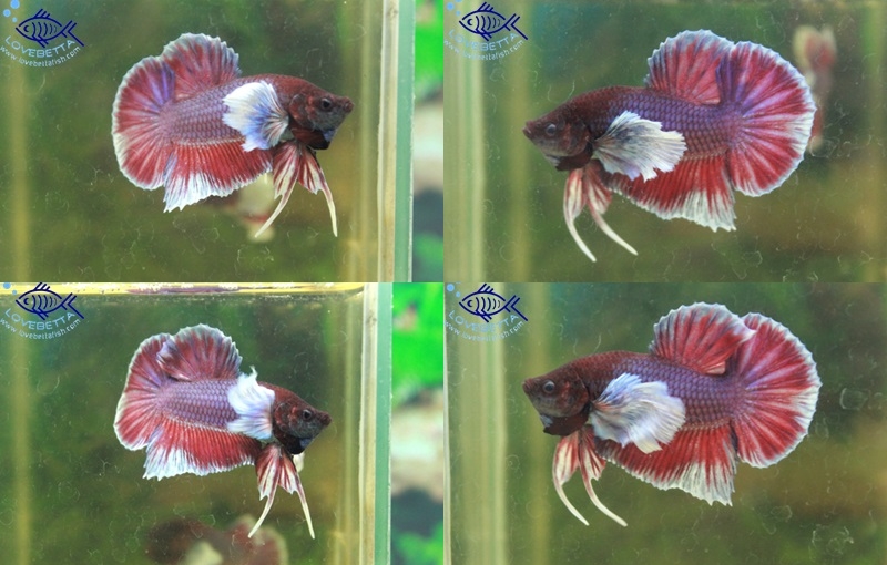 (ขายแล้วครับ)"คัดเกรด"ปลากัดครีบสั้นหูช้าง-Halfmoon Plakats Big Ear Grade A