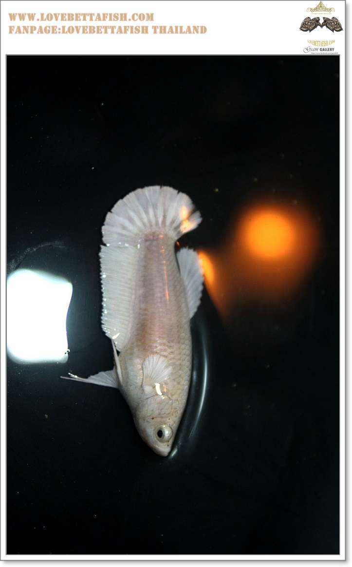 คัดเกรดปลากัดครีบสั้นเพศเมีย-Female Halfmoon Plakat White Platinum Quality Grade