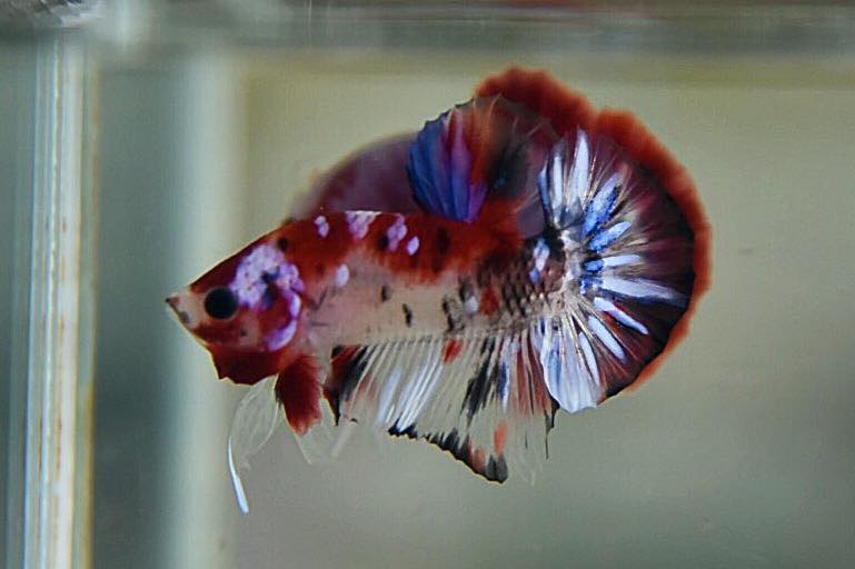 "ลายปลาคราฟ" ปลากัดคัดเกรดครีบสั้น - Halfmoon Plakad Fancy Koi Premium Quality Grade