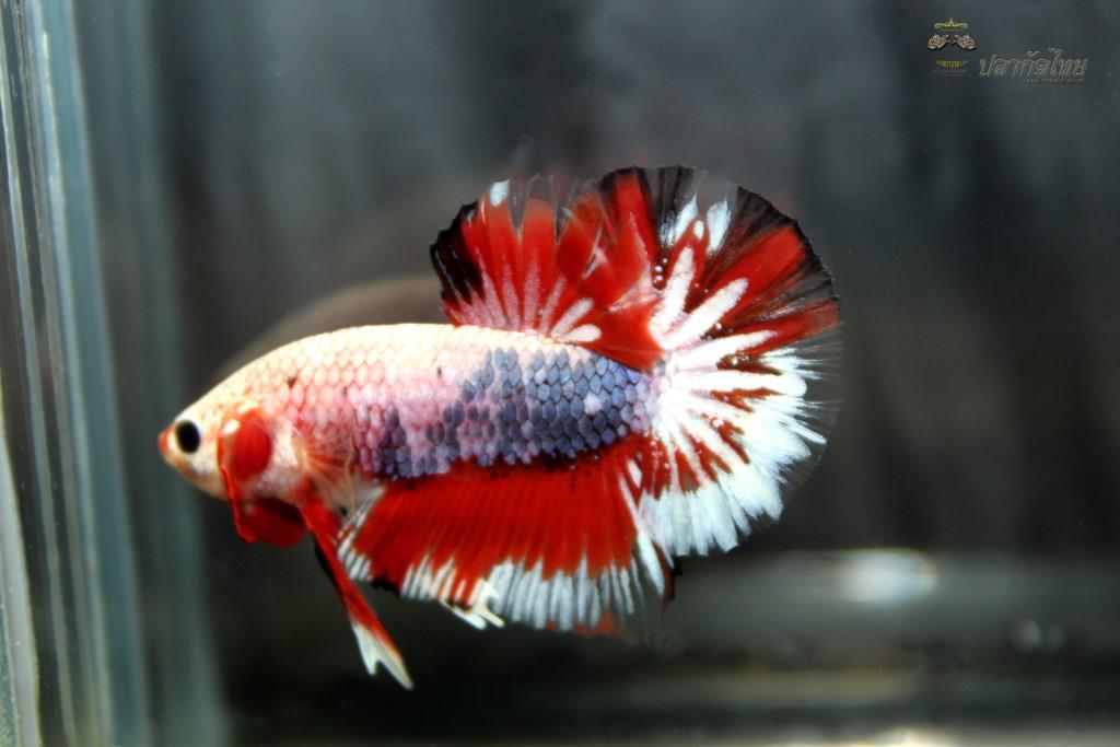 ปลากัดคัดเกรดครีบสั้น - Halfmoon Plakad Fancy Dragon Premium Quality Grade