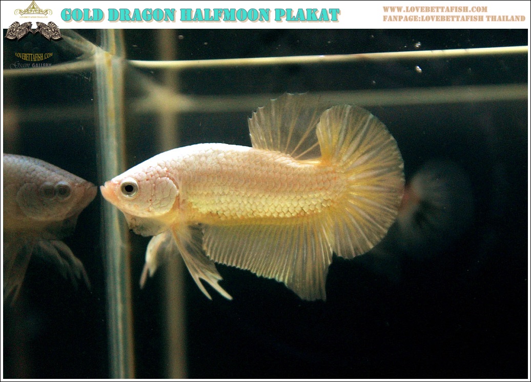 (ขายแล้วครับ)"คัดเกรด"ปลากัดครีบสั้น-Halfmoon Plakats Super Gold Dragon 02