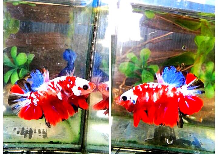 ปลากัดคัดเกรดครีบสั้นแฟนซี - Halfmoon Plakad Fancy Red Galaxy Premium Quality Grade