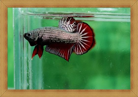 (ขายแล้วครับ)ปลากัดครีบสั้น - Fancy Halfmoon Plakats