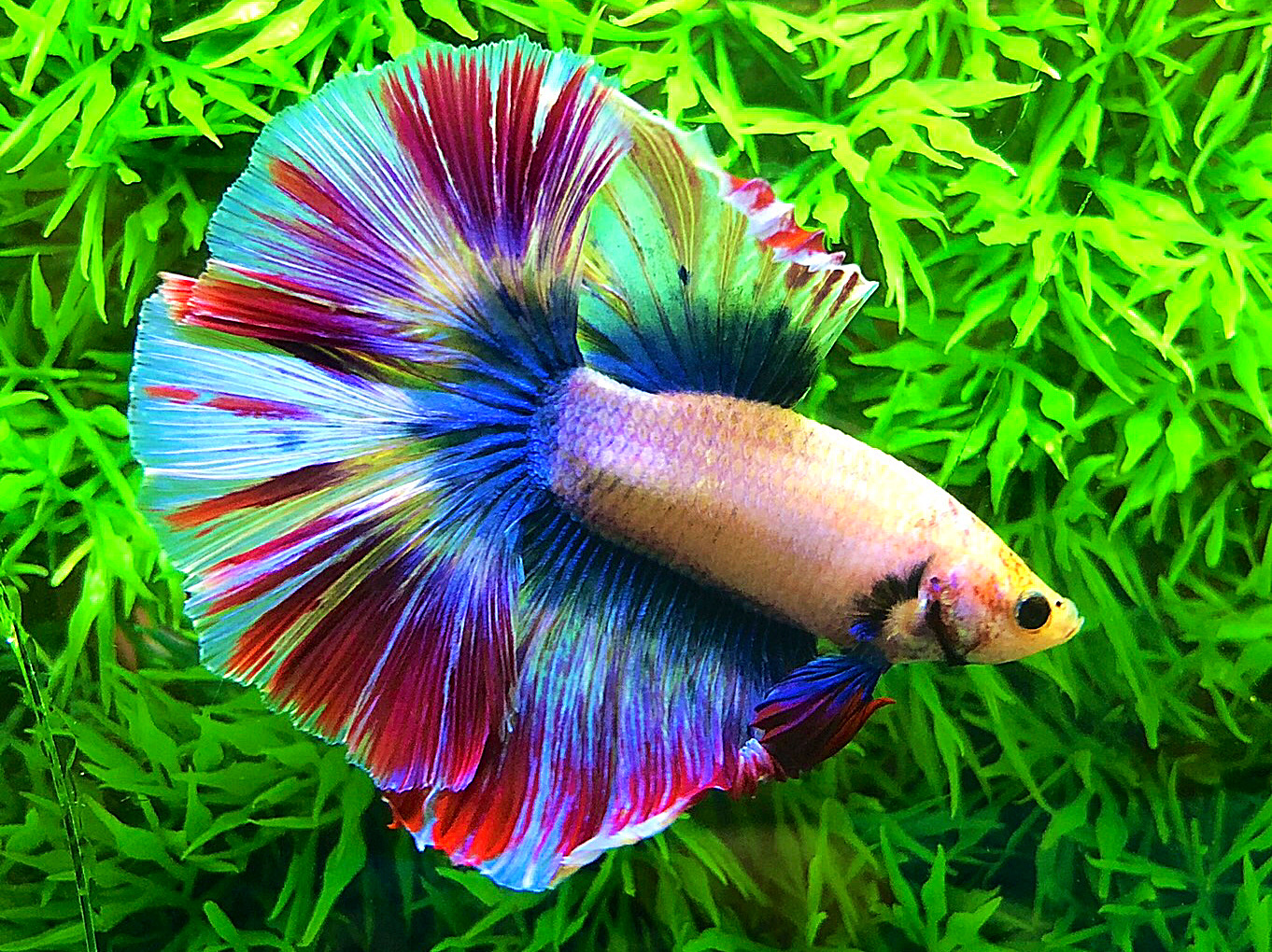 ปลากัดคัดเกรดครีบยาว - Halfmoon Fancy Thailand Colors Premium Quality Grade
