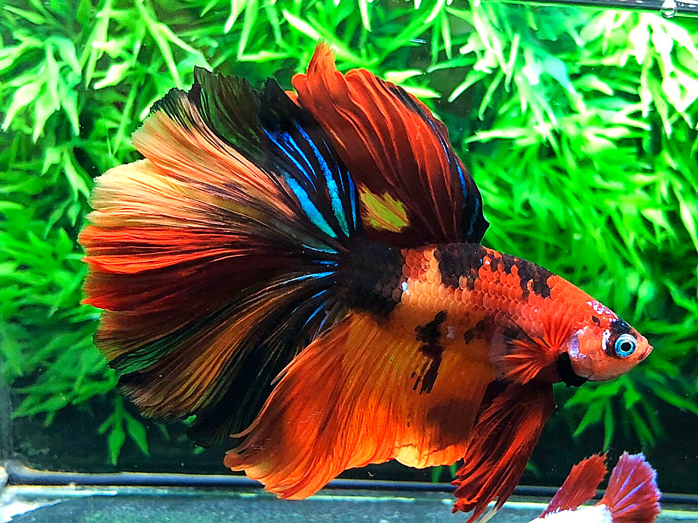 ปลากัดคัดเกรดครีบยาว - Halfmoon Fancy Fire Koi Premium Quality Grade