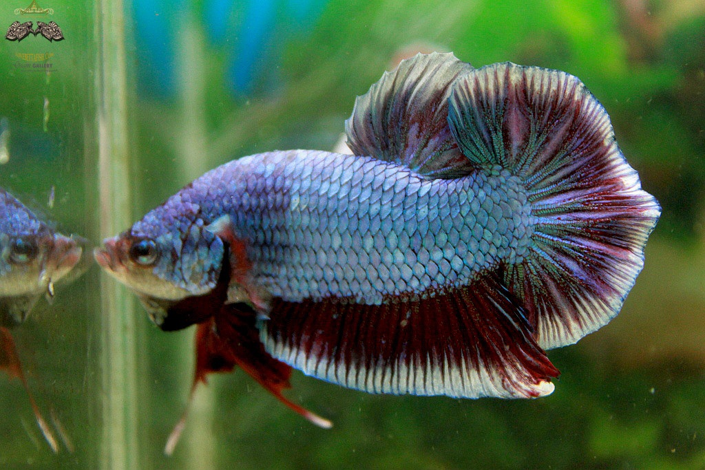 (ขายแล้วครับ)"คัดเกรด"ปลากัดยักษ์ครีบสั้น-Giant Halfmoon Plakats Fancy Salamander