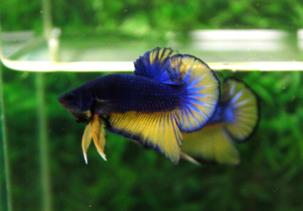 คัดเกรดปลากัดครีบสั้น-Halfmoon Plakat Mustard Quality Grade