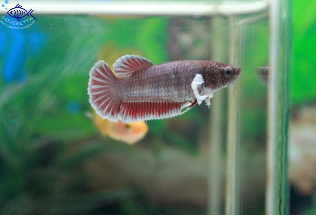 (ขายแล้วครับ)"คัดเกรด"ปลากัดครีบสั้นตัวเมีย-Halfmoon Plakats Big Ear Lavender