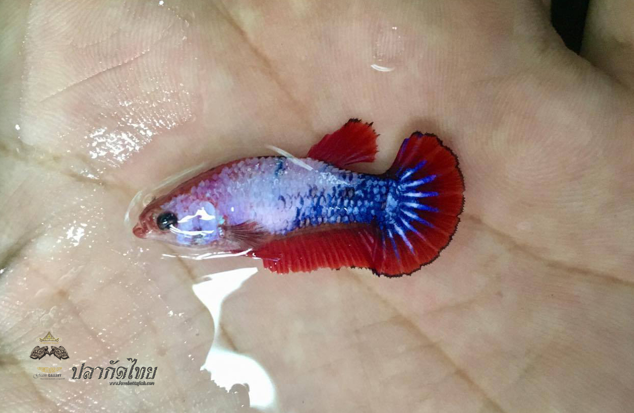ปลากัดคัดเกรดครีบสั้นตัวเมีย - Female Halfmoon Plakad Fancy Dragon Premium Quality Grade AAA+