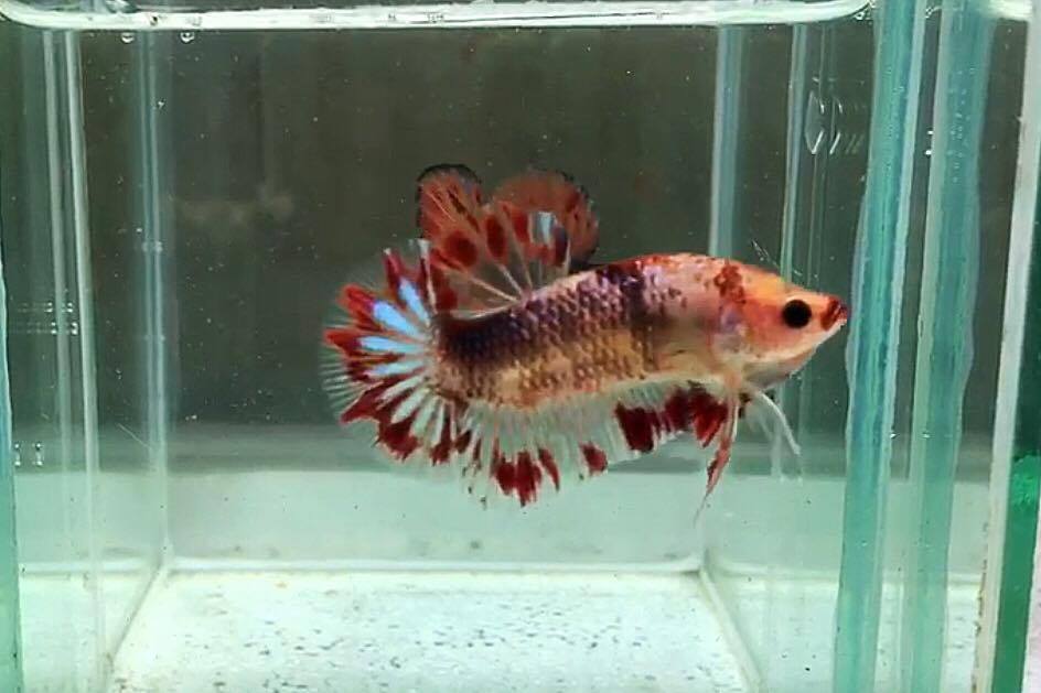 ปลากัดคัดเกรดครีบสั้น - Halfmoon Plakad Facny Dragon Quality Grade