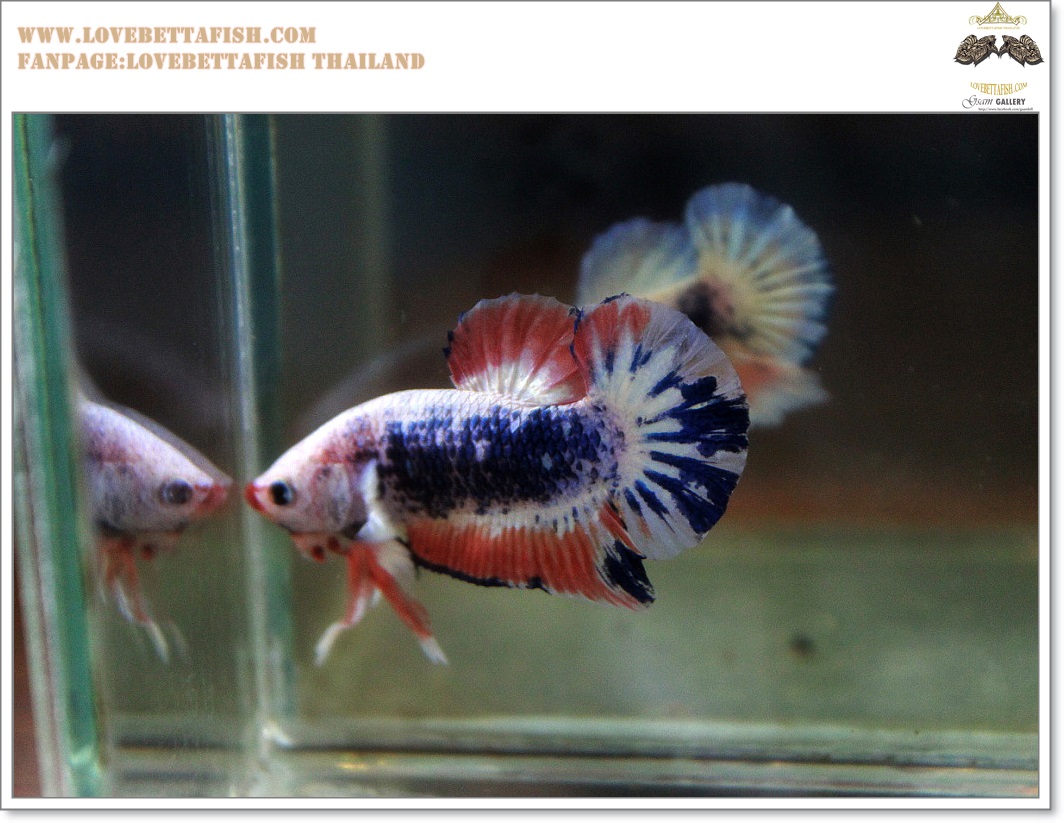 คัดเกรดปลากัดครีบสั้น-Halfmoon Plakat Fancy Dragon