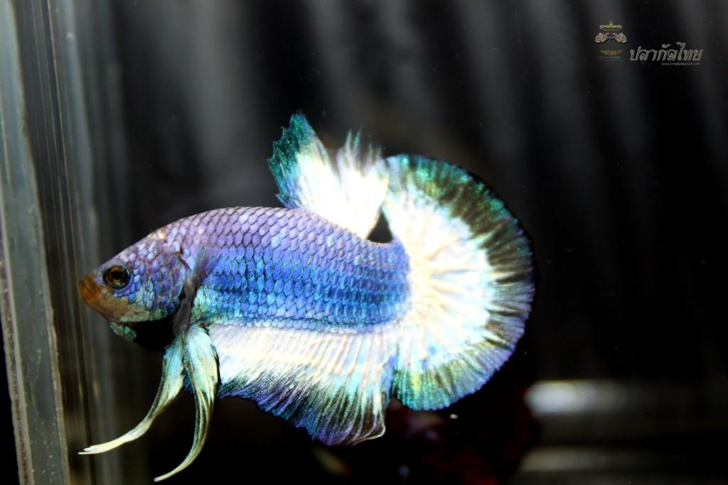 ปลากัดคัดเกรดครีบสั้น - Halfmoon Plakad Fancy Dragon Quality Grade