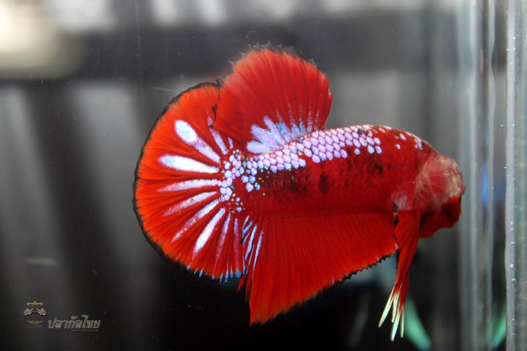 ปลากัดคัดเกรดครีบสั้น - Halfmoon Plakad Fancy Dragon Premium Quality Grade