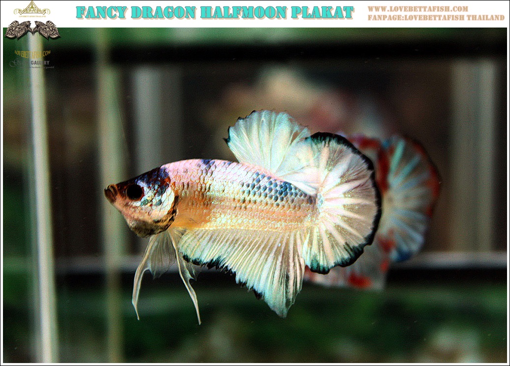 (ขายแล้วครับ)"คัดเกรด"ปลากัดครีบสั้น-Halfmoon Plakats Fancy Marble Over