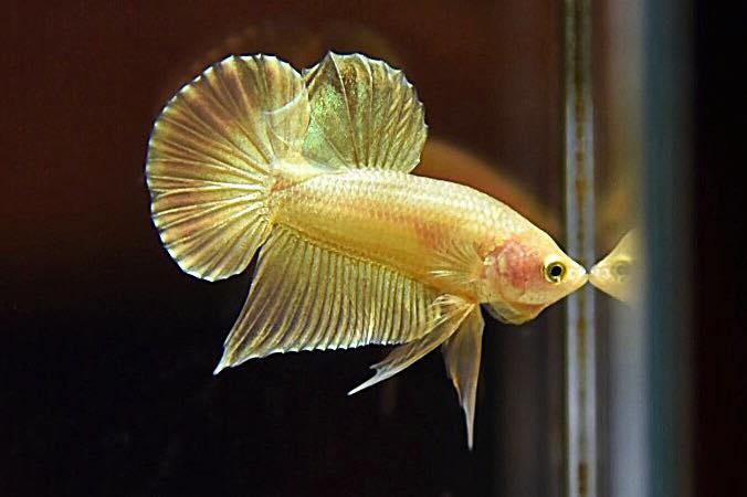 "ปลากัดสีทอง Super Gold" ปลากัดคัดเกรดครีบสั้น - Halfmoon Plakad Super Gold Quality Grade