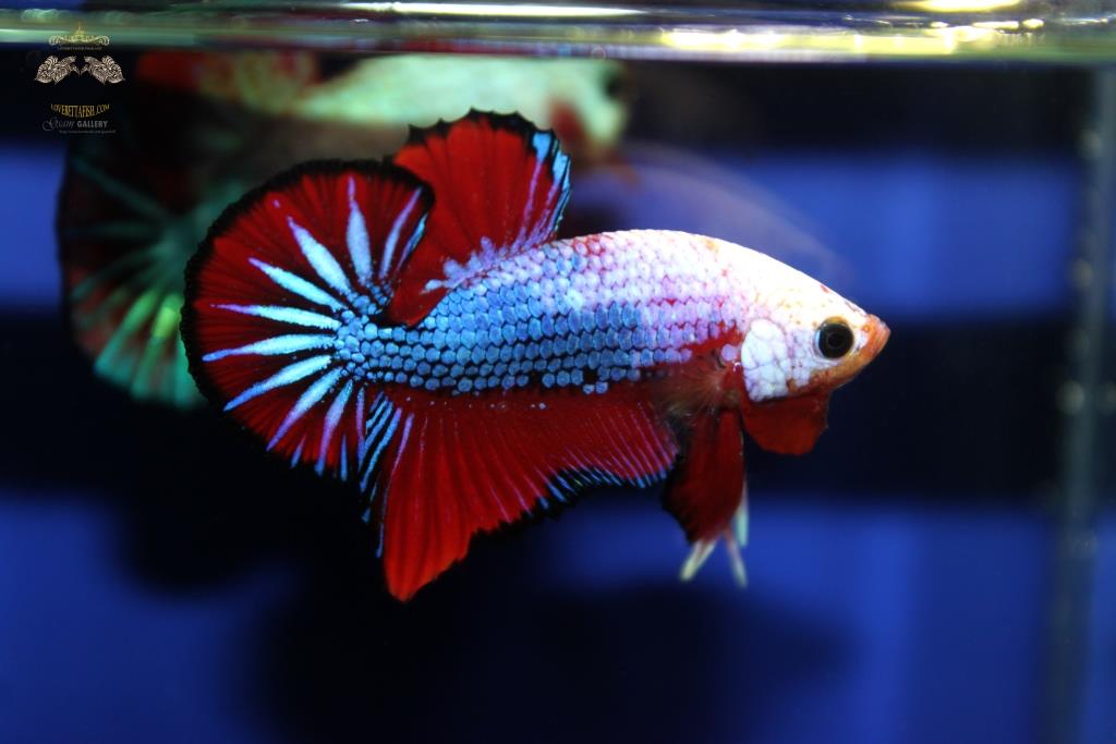 ปลากัดคัดเกรดครีบสั้น - Halfmoon Plakad Facny Dragon Quality Grade