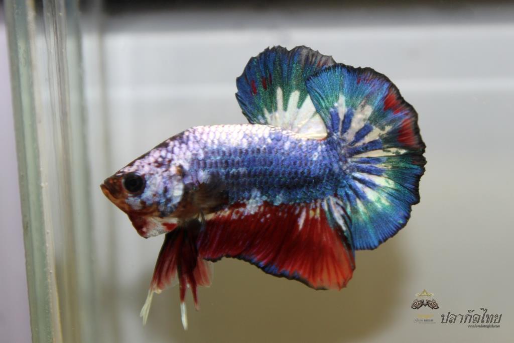ปลากัดคัดเกรดครีบสั้น - Halfmoon Plakad Fancy Dragon Premium Quality Grade
