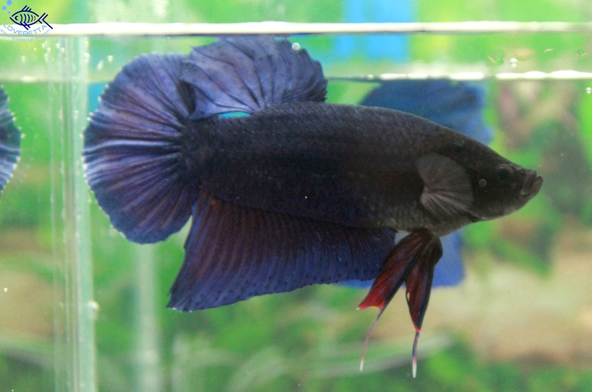 (ขายแล้วครับ)"คัดเกรด"ปลากัดยักษ์ครีบสั้น-Giant Fancy Lavender