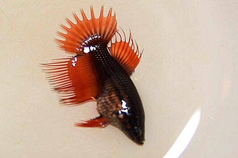 ปลากัดคัดเกรดครีบยาวหางมงกุฎเพศเมีย - Female CrownTails Fancy Premium Quality Grade AAA+