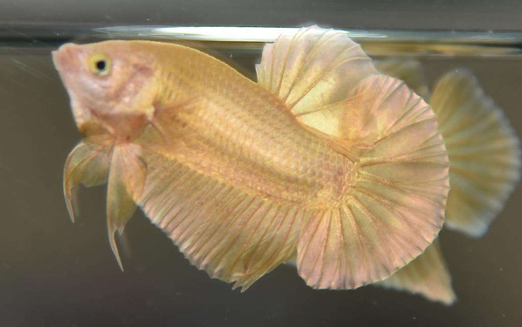 ปลากัดสีทอง ปลากัดคัดเกรดครีบสั้น - Halfmoon Plakad Super Gold Premium Quality Grade