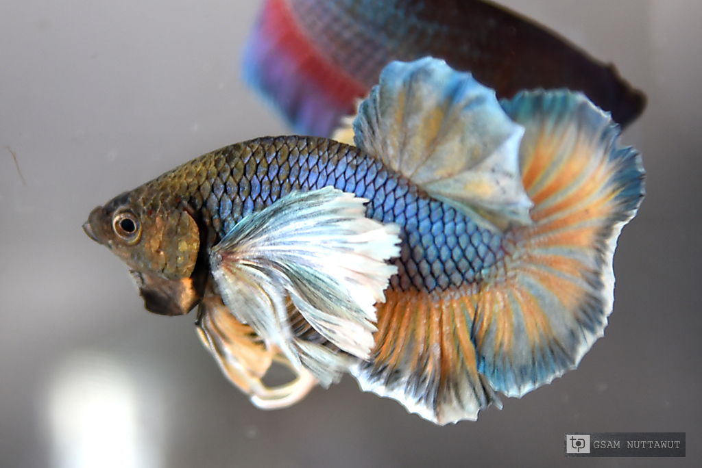 ปลากัดคัดเกรดหูช้างครีบสั้น - Halfmoon Plakad Big Ear Copper Lavender Quality Grade