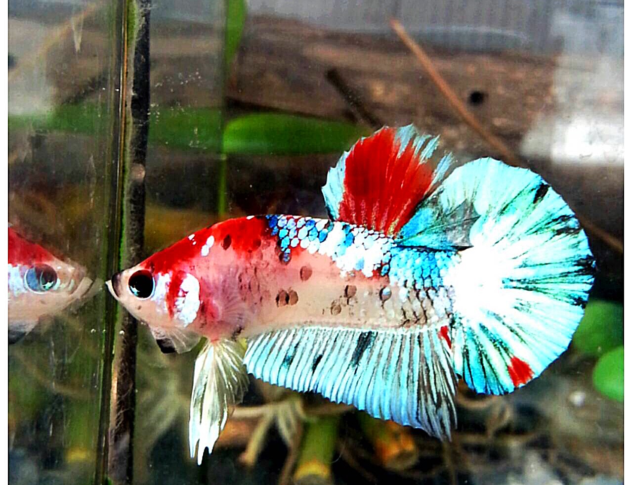 ปลากัดคัดเกรดครีบสั้นแฟนซี - Halfmoon Plakad Fancy Dragon Premium Quality Grade