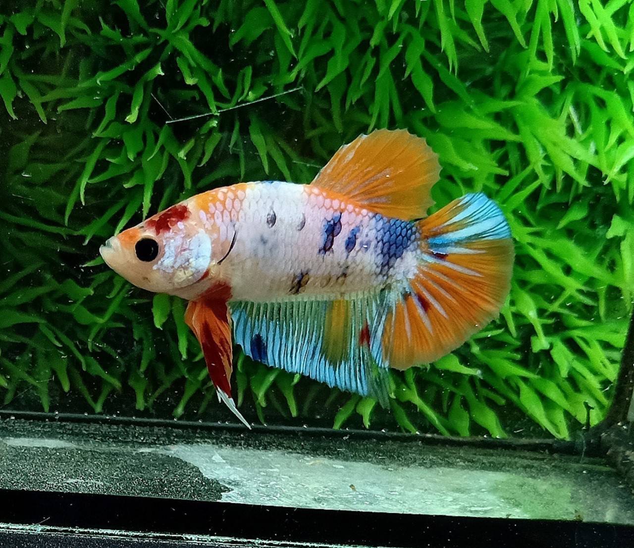 ปลากัดคัดเกรดครีบสั้น - Halfmoon Plakad Fancy Dragon Premium Quality Grade