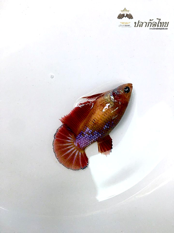 ปลากัดคัดเกรดครีบสั้นตัวเมีย - Female Halfmoon Plakad Fancy Quality Grade