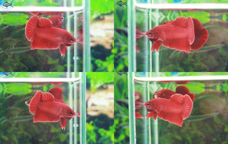 (ขายแล้วครับ)"คัดเกรด"ปลากัดครีบสั้น-Halfmoon Plakats Super Red1