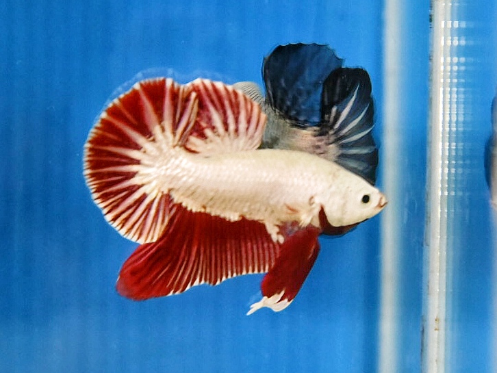 'ปลาวัยรุ่นอนาคตไกล' ปลากัดคัดเกรดครีบสั้น - Halfmoon Plakad Red Dragon Premium Quality Grade