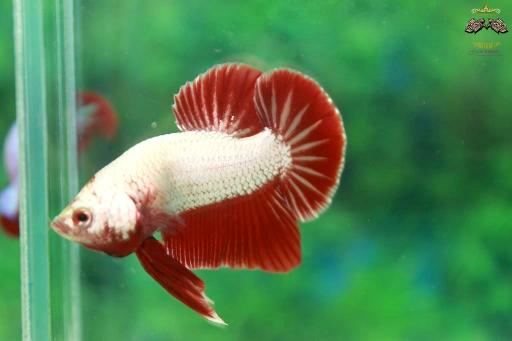 คัดเกรดปลากัดครีบสั้น - HalfMoon Plakad Red Dragon Quality Grade