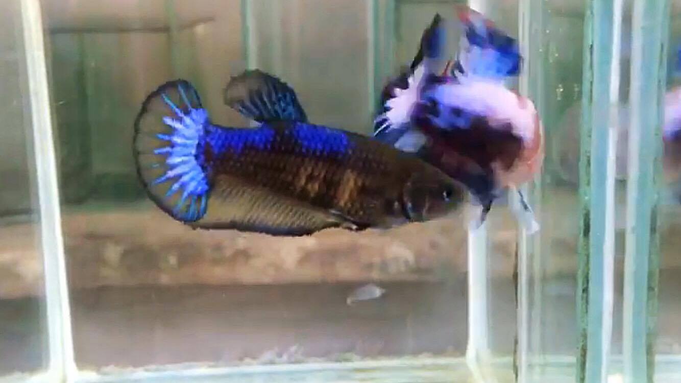 ปลากัดคัดเกรดครีบสั้นตัวเมีย - Female Halfmoon Plakad Fancy Mustrad Quality Grade AAA+
