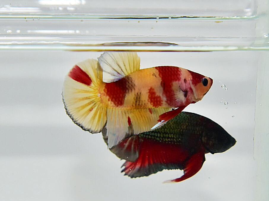 ปลากัดคัดเกรดครีบสั้นลายปลาคร์าฟ - Halfmoon Plakad Fancy Koi Premium Quality Grade