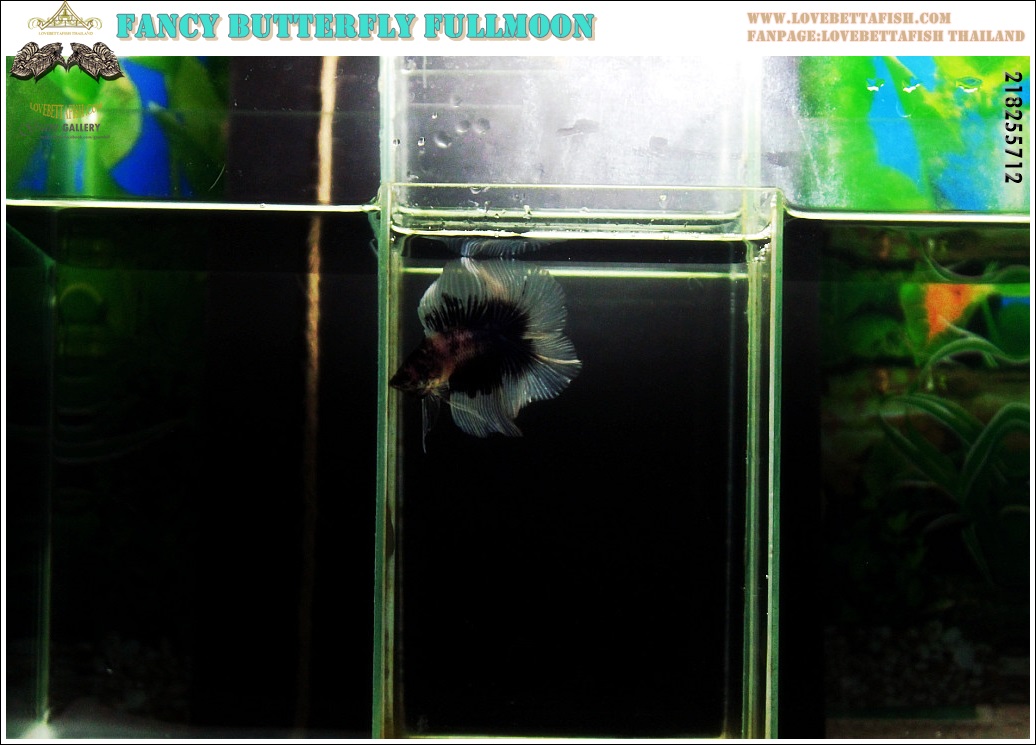 (ขายแล้วครับ)"คัดเกรด"ปลากัดครีบยาว หางพระจันทร์เต็มดวง หางคู่-Fullmoon BF Butterfly