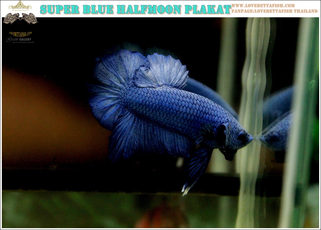 ปลากัดครีบสั้น-Over Halfmoon Plakat Super Blue Quality Grade