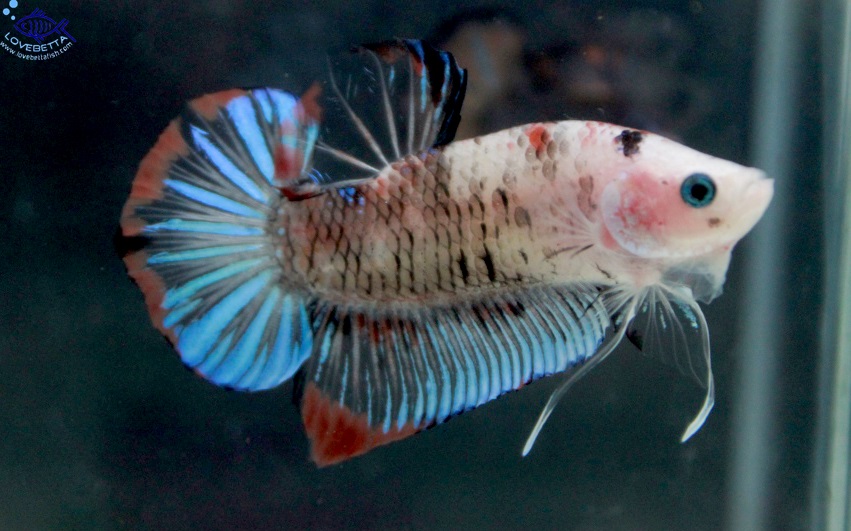 (ขายแล้วครับ)"คัดเกรด"ปลากัดครีบสั้น-Halfmoon Plakats Fancy Koi