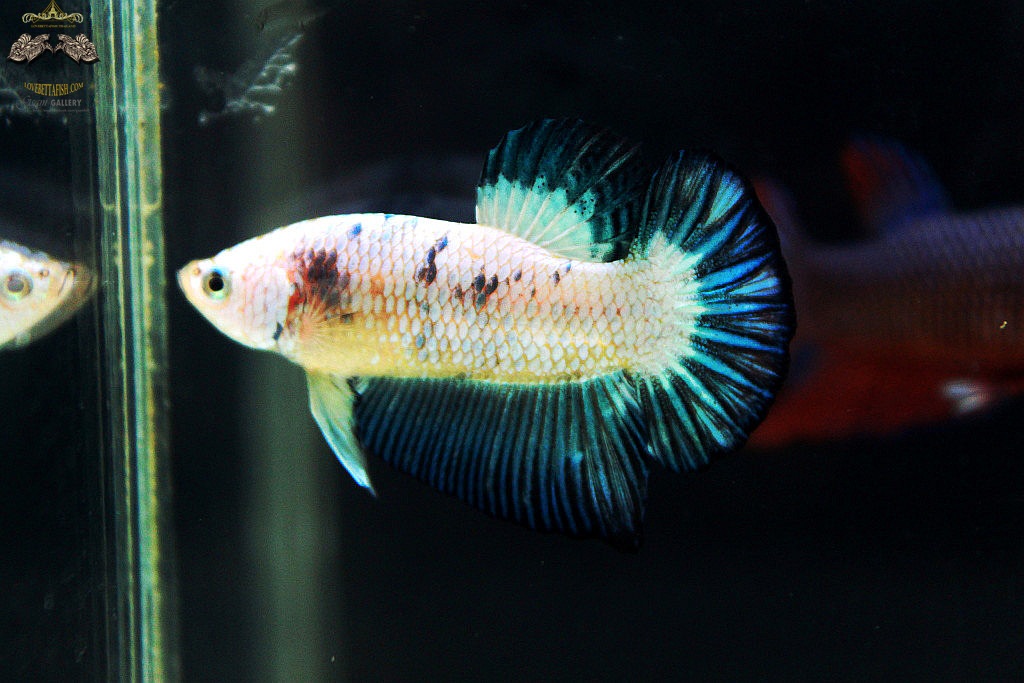 (ขายแล้วครับ)ตอนรับปีใหม่"คัดเกรด"ปลากัดครีบสั้น-Halfmoon Plakats Fancy Marble