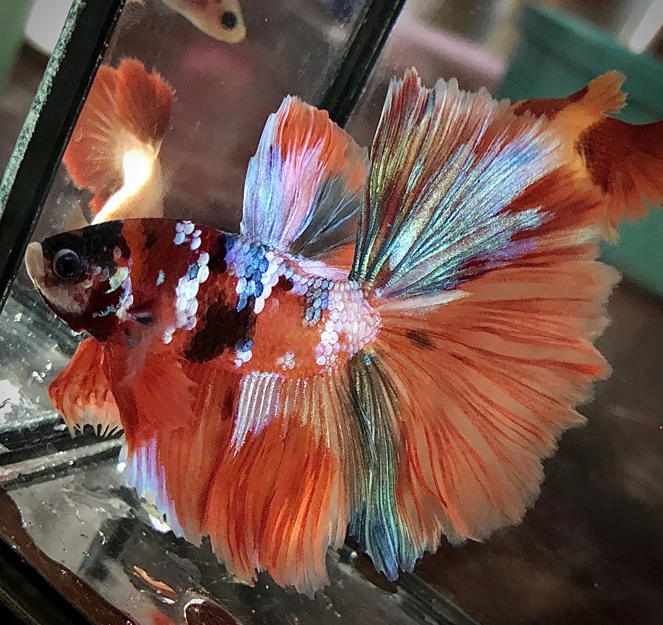 ปลากัดคัดเกรดครีบยาว - Halfmoon Fancy Koi Premium Quality Grade