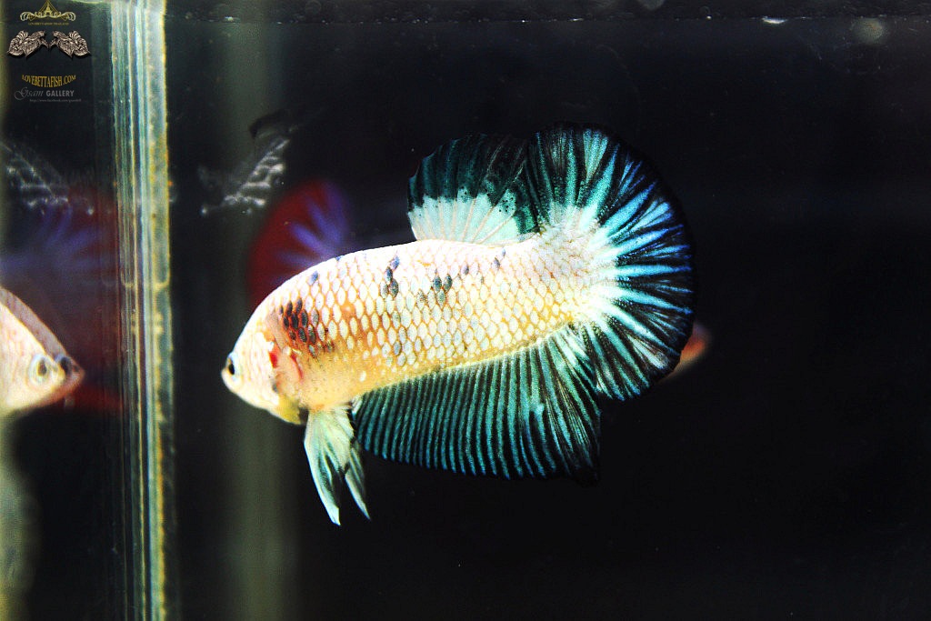 (ขายแล้วครับ)ตอนรับปีใหม่"คัดเกรด"ปลากัดครีบสั้น-Halfmoon Plakats Fancy Marble