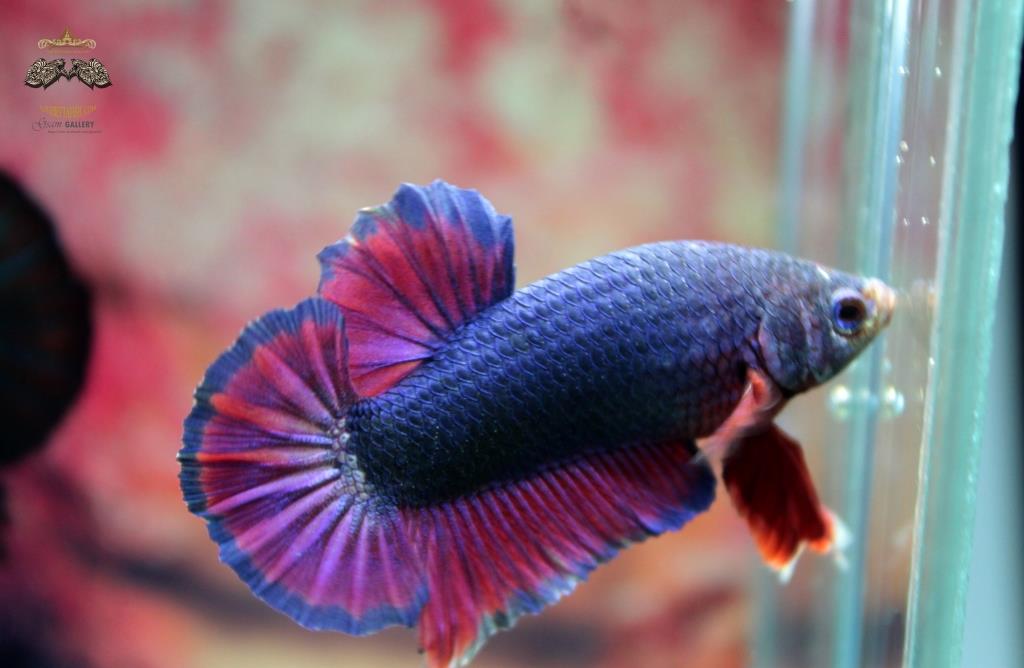 ปลากัดคัดเกรดครีบสั้น - Halfmoon Plakad Over Tails Violet ColorsFull Premium Quality Grade AAA+