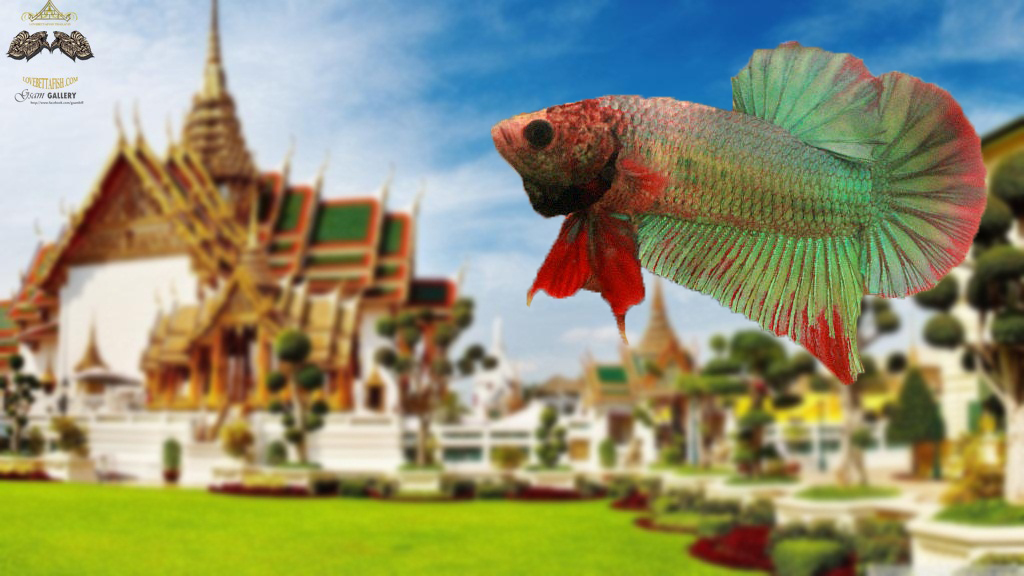 (ขายแล้วครับ)"คัดเกรด"ปลากัดครีบสั้น-Halfmoon Plakats Grizzled Green