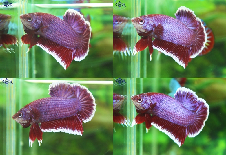 (ขายแล้วครับ)"คัดเกรด"ปลากัดครีบสั้น-Halfmoon Plakats Lavender