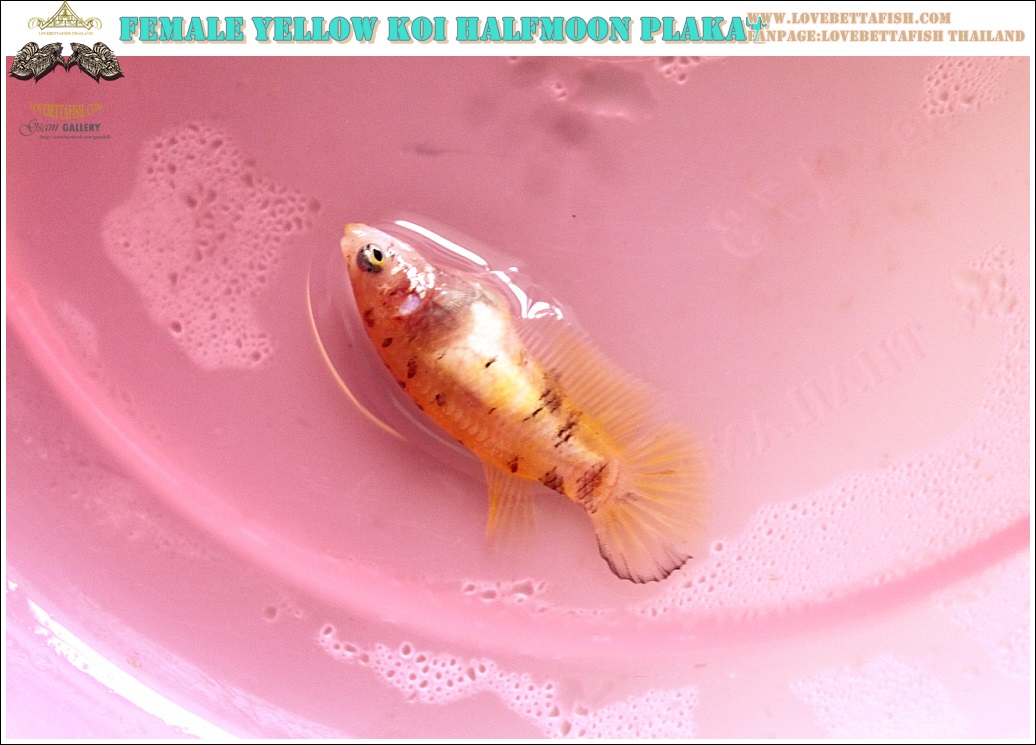 (ขายแล้วครับ)ปล่อยแม่พันธุ์"คัดเกรด"ปลากัดครีบสั้นเพศเมีย-Female Halfmoon Plakats Yellow Koi